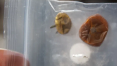 “Lost in Space: Astronaut’s Hilarious Tomato SpaceOdyssey Reveals Secrets of Growing Crops on the International Space Station! “Lost in Space: Astronaut’s Hilarious Tomato SpaceOdyssey Reveals Secrets of Growing Crops on the International Space Station!