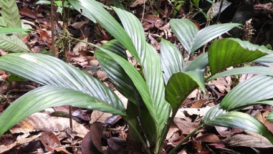 This unique palm is the first of its kind, producing flowers and fruits exclusively underground. This unique palm is the first of its kind, producing flowers and fruits exclusively underground.