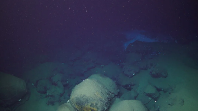 “Unveiling the Impact: Lau Basin How a Volcanic Eruption Transformed Deep-Sea Ecosystems” “Unveiling the Impact: Lau Basin How a Volcanic Eruption Transformed Deep-Sea Ecosystems”